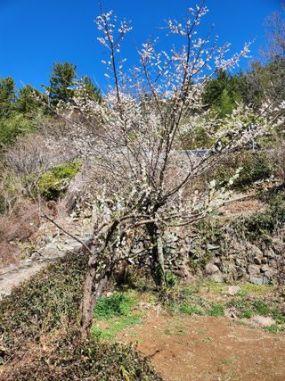 황금 소나무님의 내 농사 경력 자랑하기 · 참여 작성글 사진