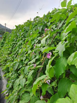 곽해영님의 콩 · 자유게시판 작성글 사진