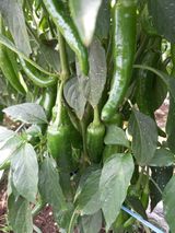 팜모닝 내 농사 경력 자랑하기·참여 게시글 이미지