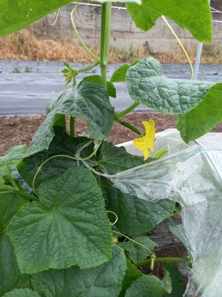 부금리(금강농원)님의 내 농사 경력 자랑하기 · 참여 작성글 사진