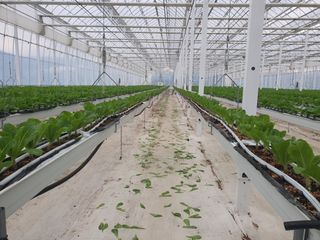 한국인님의 상추 · 자유게시판 작성글 사진