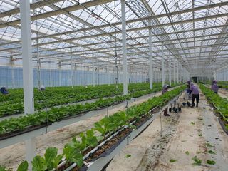 한국인님의 상추 · 자유게시판 작성글 사진