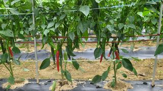 김귀태님의 콩 · 영농일지 작성글 사진