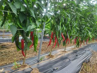 안기철님의 고추 · 지주설치•유인•성장 작성글 사진