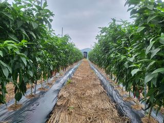 안기철님의 고추 · 지주설치•유인•성장 작성글 사진