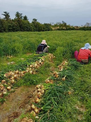 변창신님의 내 농사 경력 자랑하기 · 참여 작성글 사진