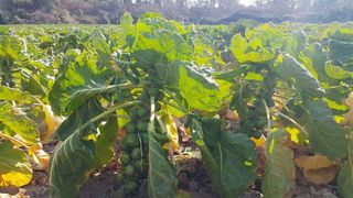 변창신님의 내 농사 경력 자랑하기 · 참여 작성글 사진