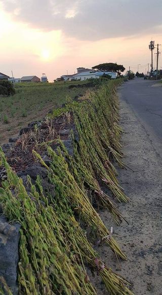 변창신님의 내 농사 경력 자랑하기 · 참여 작성글 사진