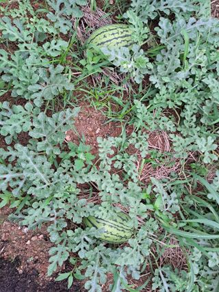 조명희님의 복숭아 · 자유게시판 작성글 사진