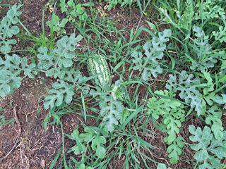 조명희님의 복숭아 · 자유게시판 작성글 사진
