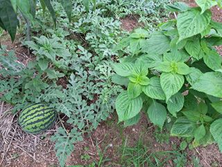 조명희님의 복숭아 · 자유게시판 작성글 사진