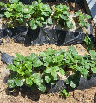 텃밭초심자님의 딸기 · 병해충상담 작성글 사진