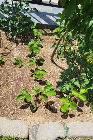 텃밭초심자님의 딸기 · 병해충상담 작성글 사진