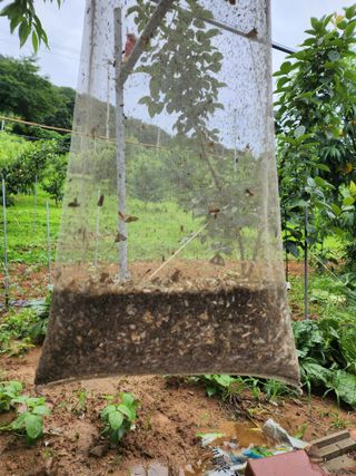장영환 님의 복숭아 · 병해충상담 작성글 사진
