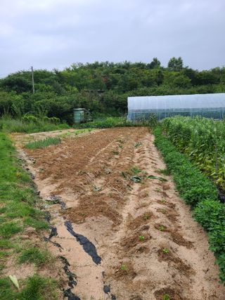 건무님의 들깨 · 자유게시판 작성글 사진