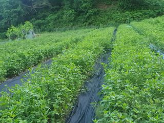 정승교님의 기타작물 · 자유게시판 작성글 사진