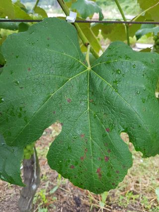 보람농장님의 포도 · 병해충상담 작성글 사진