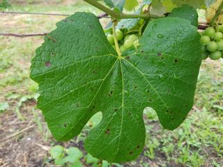 보람농장님의 포도 · 병해충상담 작성글 사진