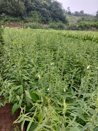 김치환님의 내 농사 경력 자랑하기 · 참여 작성글 사진