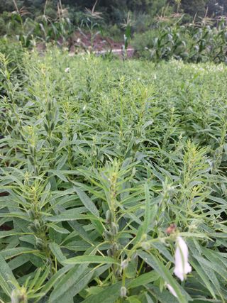 김치환님의 내 농사 경력 자랑하기 · 참여 작성글 사진