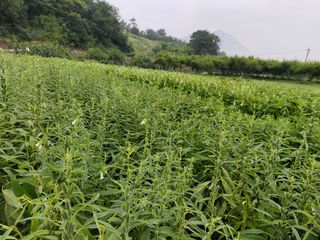 김치환님의 내 농사 경력 자랑하기 · 참여 작성글 사진