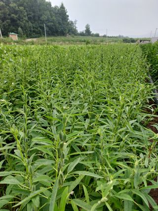 김치환님의 내 농사 경력 자랑하기 · 참여 작성글 사진