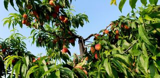 산딸기병충해님의 내 농사 경력 자랑하기 · 참여 작성글 사진