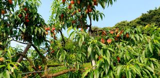 산딸기병충해님의 내 농사 경력 자랑하기 · 참여 작성글 사진