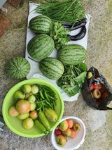 팜모닝 내 농사 경력 자랑하기·참여 게시글 이미지