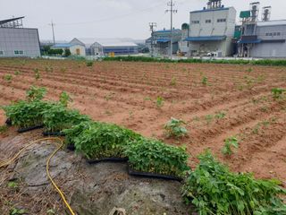 장준호님의 콩 · 영농일지 작성글 사진