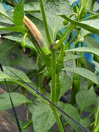 행운농부님의 고추 · 병해충상담 작성글 사진