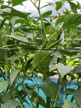 행운농부님의 고추 · 병해충상담 작성글 사진