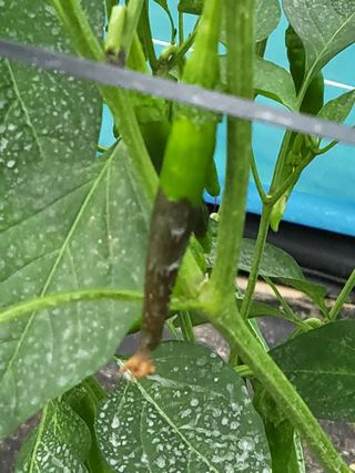 행운농부님의 고추 · 병해충상담 작성글 사진