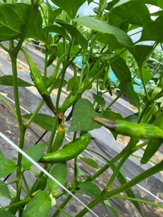 행운농부님의 고추 · 병해충상담 작성글 사진