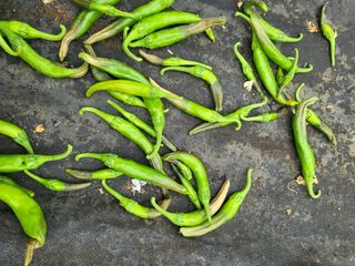 행운농부님의 고추 · 병해충상담 작성글 사진