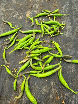 행운농부님의 고추 · 병해충상담 작성글 사진