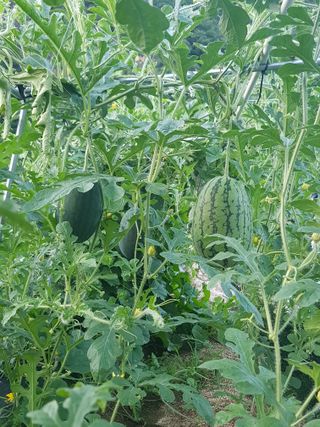 홍&이님의 자유주제 · 칭찬해요 작성글 사진