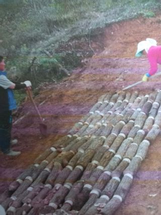 이영수님의 기타작물 · 자유게시판 작성글 사진