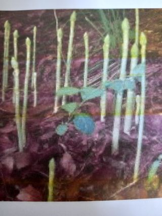 이영수님의 기타작물 · 자유게시판 작성글 사진