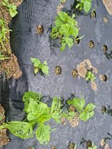 팜모닝 들깨·병해충상담 게시글 이미지