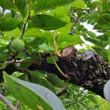 팜모닝 감·병해충상담 게시글 이미지