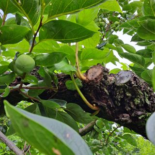 감17942님의 감 · 병해충상담 작성글 사진