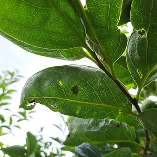 감17942님의 감 · 병해충상담 작성글 사진