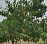 팜모닝 내 농사 경력 자랑하기·참여 게시글 이미지