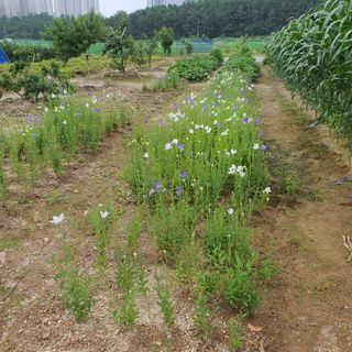 농사초보.동기님의 내 농사 경력 자랑하기 · 참여 작성글 사진