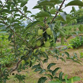 농사초보.동기님의 내 농사 경력 자랑하기 · 참여 작성글 사진