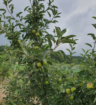 농사초보.동기님의 내 농사 경력 자랑하기 · 참여 작성글 사진