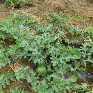 농사초보.동기님의 내 농사 경력 자랑하기 · 참여 작성글 사진