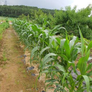 농사초보.동기님의 내 농사 경력 자랑하기 · 참여 작성글 사진