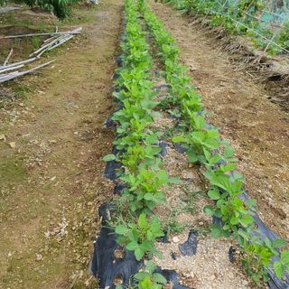 농사초보.동기님의 내 농사 경력 자랑하기 · 참여 작성글 사진